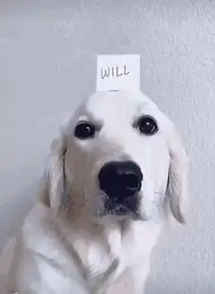 Dog asks if you will be my valentine