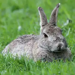 rabbit twitching nose in grass