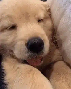 Golden Retriever puppy yawning and blinking
