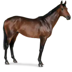 Brown horse standing profile