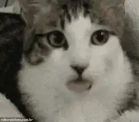 Cat with tongue sticking out