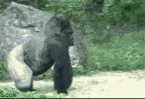 Gorilla walking and turning around