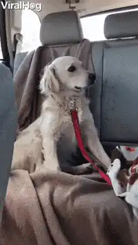 Golden Retriever drooling in car
