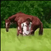 Man riding a horse in a field