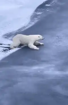 Polar bear slides on ice