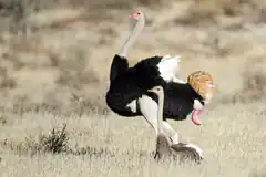 Male and female ostrich in grassland