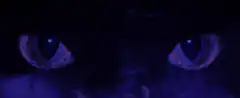 Glowing purple eyes in the dark