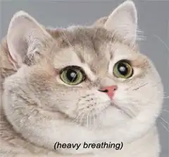 cat heavy breathing