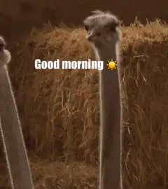 ostrich good morning sun emoji