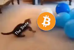 Kitten attacks Bitcoin logo