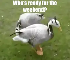 Two geese walking on grass