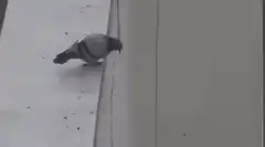 Pigeon slips and falls off ledge