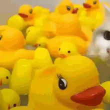White cat surrounded by rubber ducks