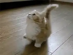 fluffy kitten looking up