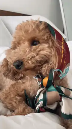 fluffy dog wearing a scarf