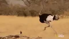 Ostrich running in slow motion