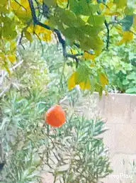 Orange fruit hanging from tree