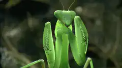 Green praying mantis close-up