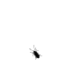 bug crawling on white background