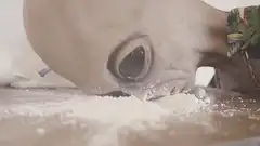 Alien snorting white powder