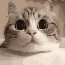 wide-eyed cat looking around