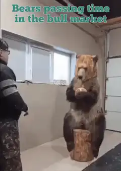 Bear catching football on stump