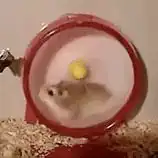 hamster running in wheel