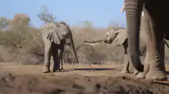Baby elephants touch trunks