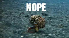 Octopus walking away with nope text