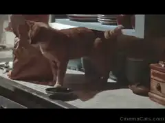 Cat steals food and escapes