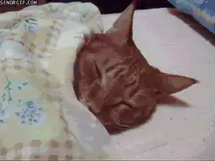 Sleeping cat turns over