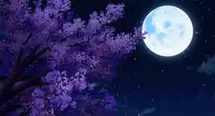 purple cherry blossoms moon
