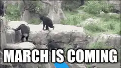 March is coming bear meme