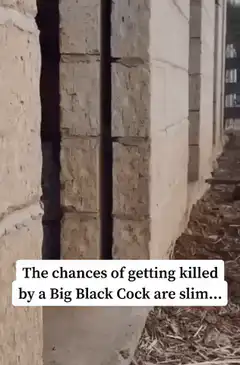 Big Black Cock chicken emerges from wall