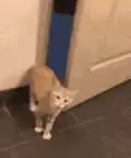 cat opens door
