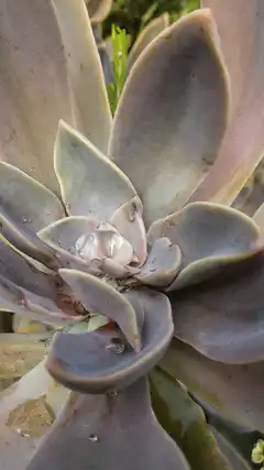 Water droplet on succulent