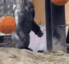 gorilla walking with branch
