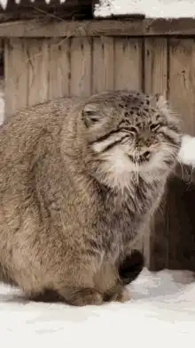 Pallas cat yawning in snow
