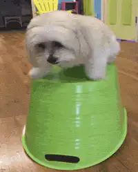 small white dog on green bucket