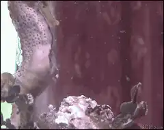 seahorse giving birth