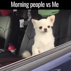 Morning people vs Me chihuahua meme