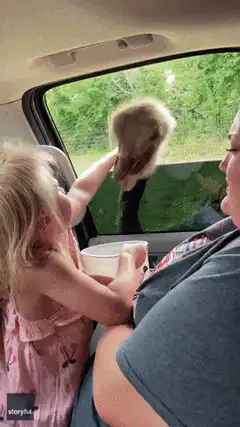 Toddler hugs baby ostrich through car window