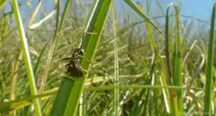 black ant climbing grass blade
