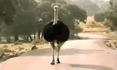 Ostrich running with lightning bolts