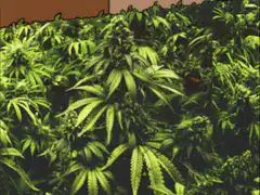 Homer Simpson in a marijuana field