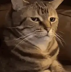 Judging Tabby Cat Zoom