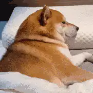 Shiba Inu dog getting petted in bed