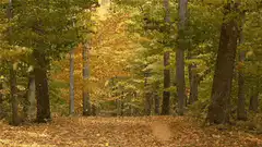 Autumn forest path with falling leaves