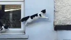 cat flying through the air