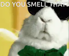 Do You Smell That Cat